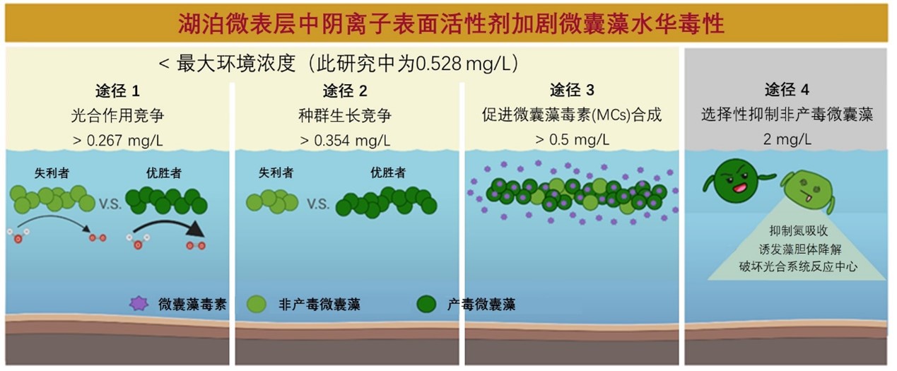 水生所揭示了湖泊微表层中环境浓度下阴离子表面活性剂对微囊藻水华毒性的调控作用及其机制