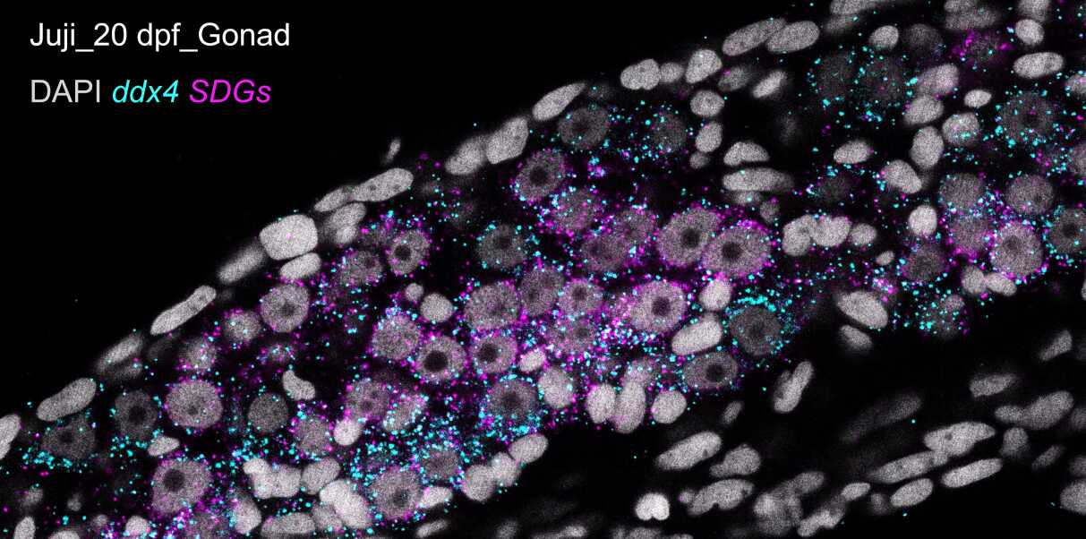 水生所揭示稀有鮈鲫作为生殖细胞发育和性腺分化研究模型的优势