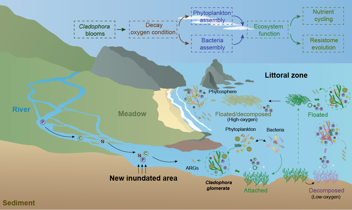 水生所揭示刚毛藻驱动其附生群落演化及青海湖湖滨带抗性组的进化