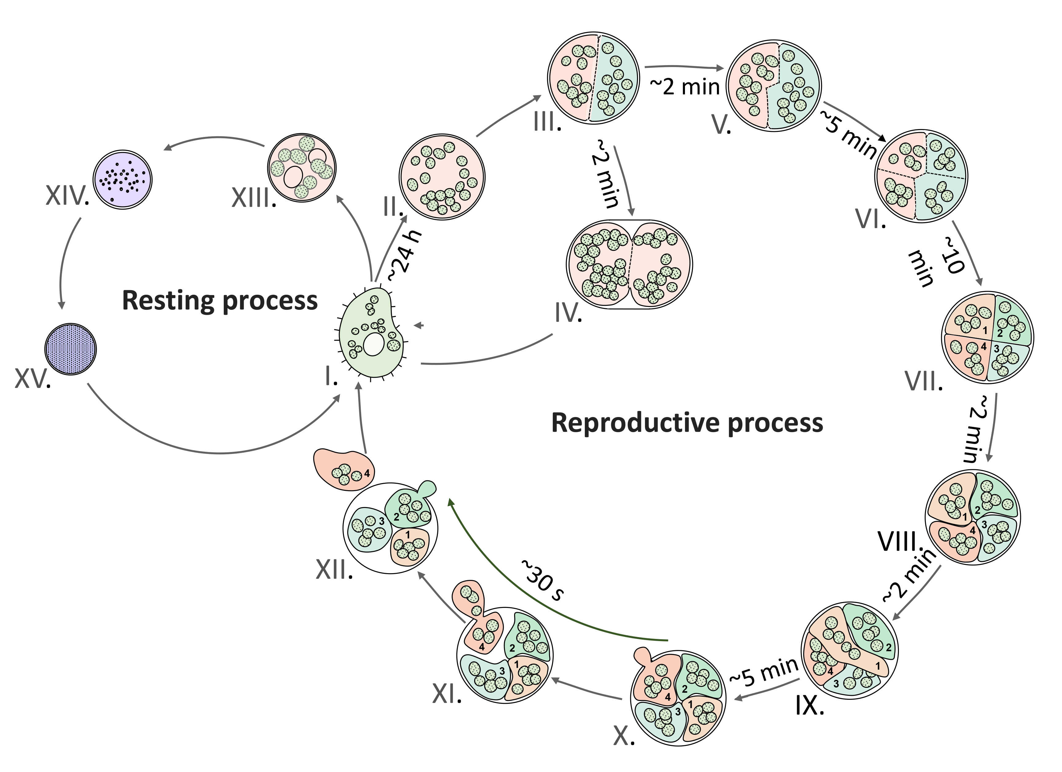 水生所研究发现促进土壤原生动物肾形虫增殖的关键蛋白